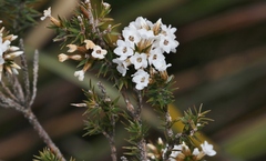 Epacris corymbiflora