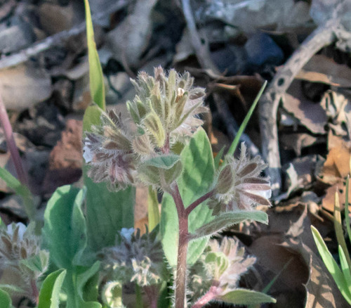 Mt. Diablo phacelia (Phacelia phacelioides)