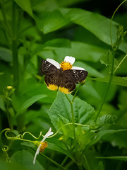 Mooreana trichoneura