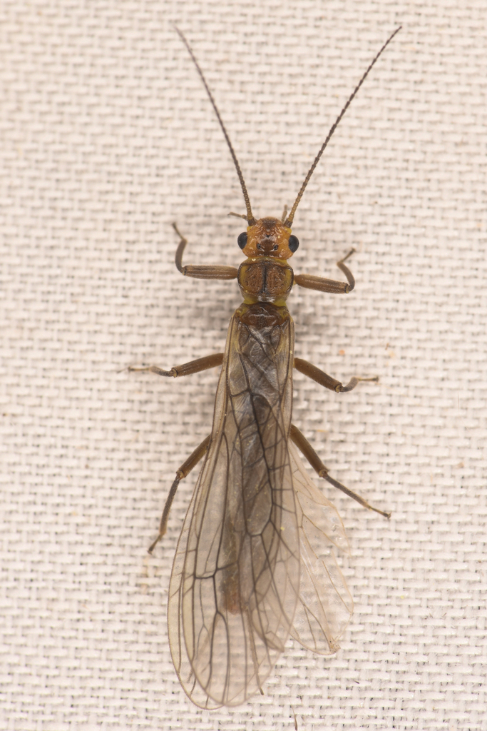 Colorado Sallfly