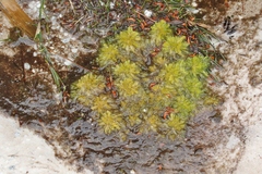 Sphagnum australe