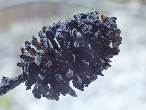 Mollisia amenticola image