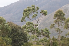 Eucalyptus nitida