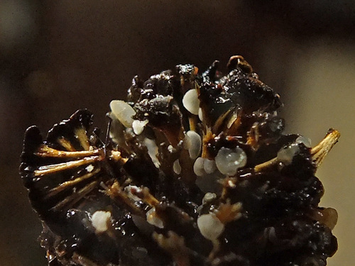 Mollisia amenticola image
