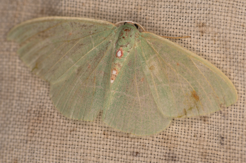 Columbian Emerald photo 5