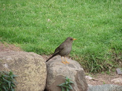 Turdus chiguanco