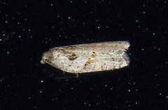 Acleris maculidorsana