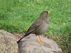 Turdus chiguanco