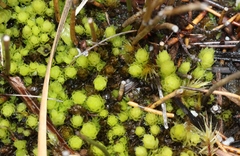 Pleurophascum grandiglobum
