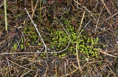Pleurophascum grandiglobum