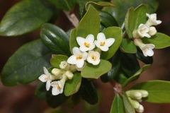 Pimelea drupacea