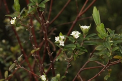 Pimelea drupacea