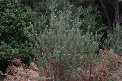 Pimelea drupacea