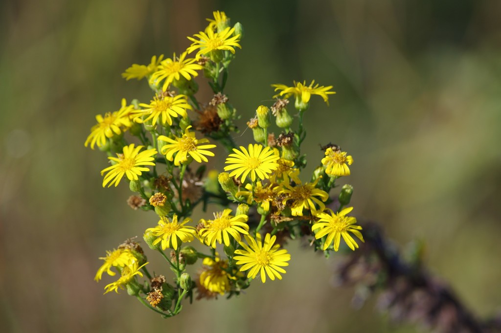 Highlands Goldenaster