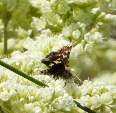 Schinia perminuta