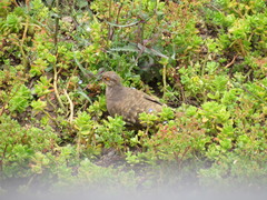 Metriopelia ceciliae