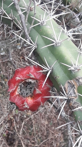 Image of Harrisia pomanensis by no rights reserved