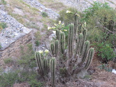 Trichocereus cuzcoensis