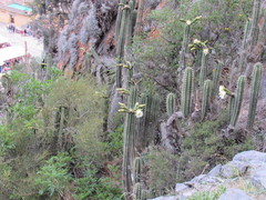Trichocereus cuzcoensis