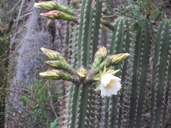 Trichocereus cuzcoensis