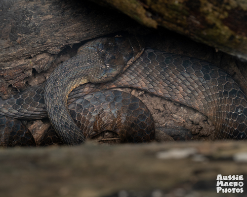 Brown Tree Snake sighting