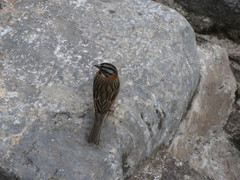 Zonotrichia capensis