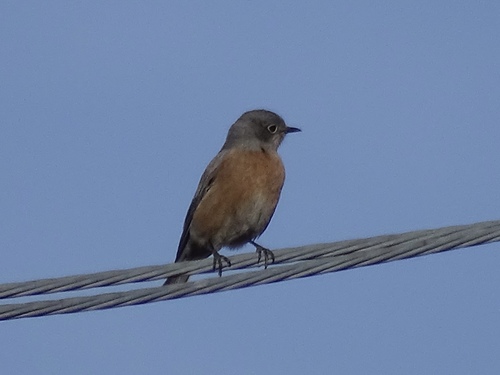 Western Bluebird photographed in New Mexico