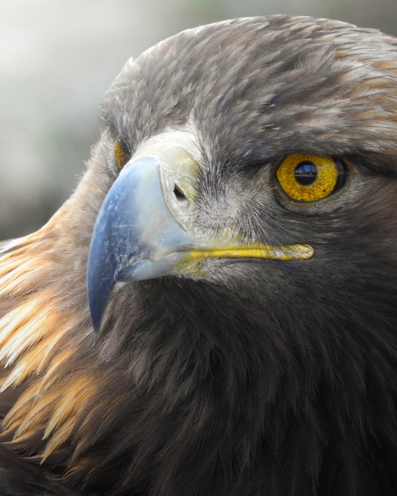 Golden Eagle in May 2023 by carolinao23 · iNaturalist