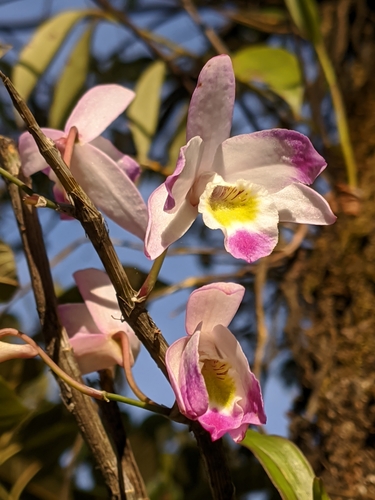 Dendrobium amoenum Wall. ex Lindl. 3