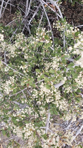 Ceanothus X bakeri