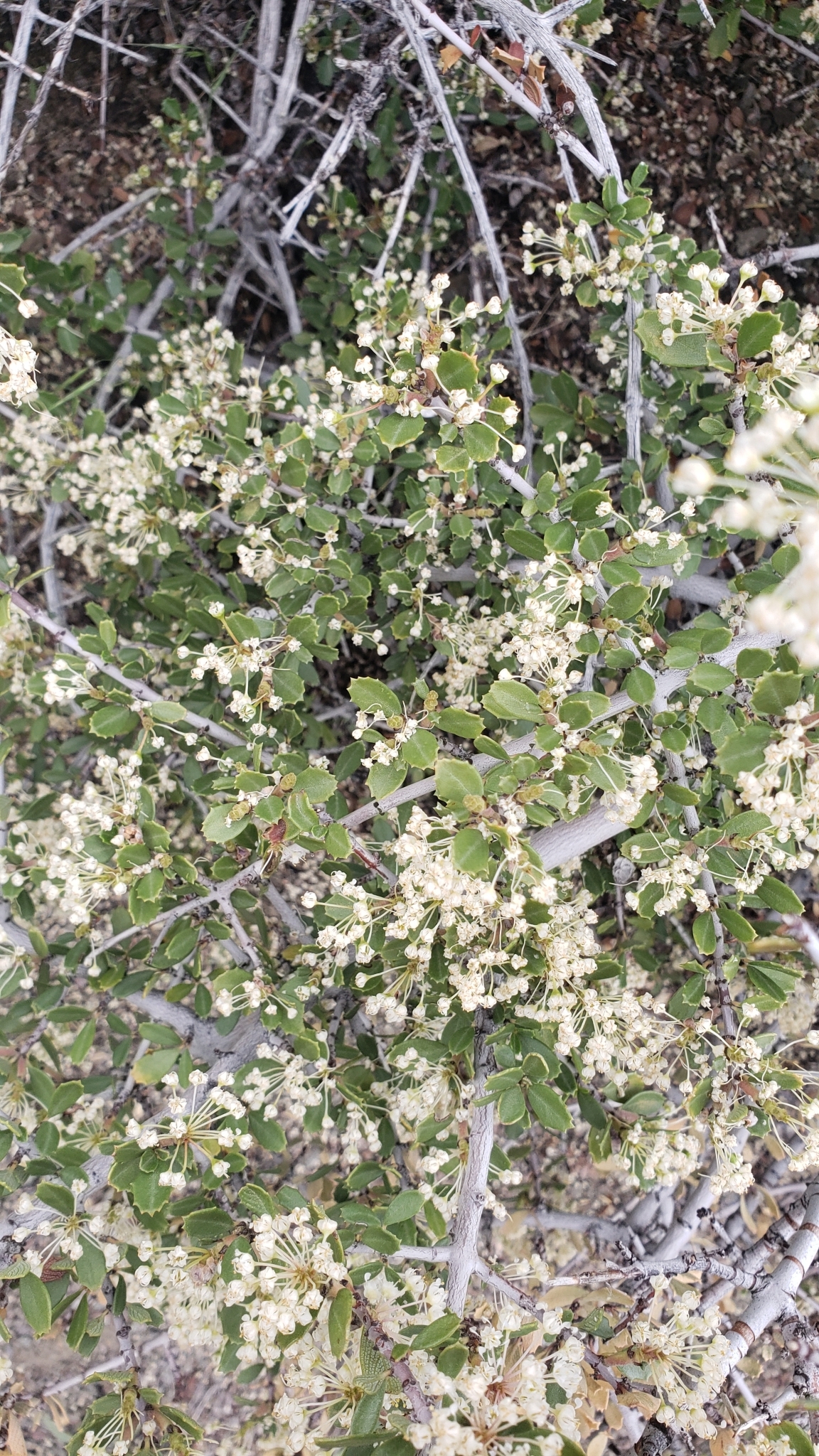 Ceanothus X bakeri