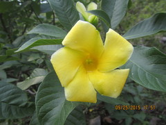 Tabernaemontana glabra