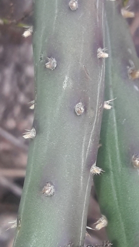 Salmonopuntia salmiana, photograph 2