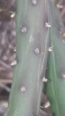 Salmonopuntia salmiana, photograph Analía Belaus, CC0, iNaturalist via GBIF