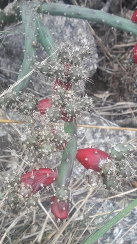 Salmonopuntia salmiana, photograph 3