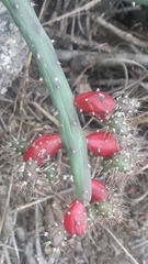 Salmonopuntia salmiana, photograph Analía Belaus, CC0, iNaturalist via GBIF