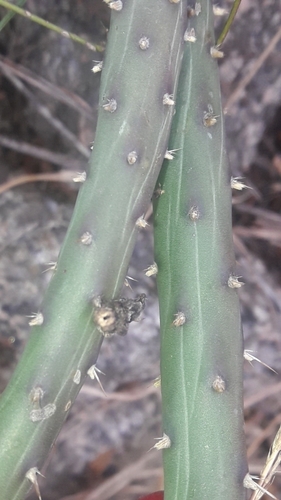 Salmonopuntia salmiana, photograph 5