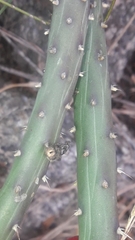 Salmonopuntia salmiana, photograph Analía Belaus, CC0, iNaturalist via GBIF