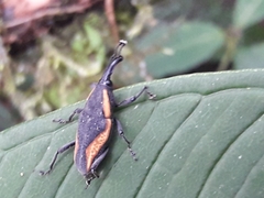 Cactophagus amoenus