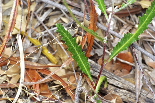 Image of Vauquelinia corymbosa by (c) Michelle W. （鍾偉瑋）, some rights reserved (CC BY)