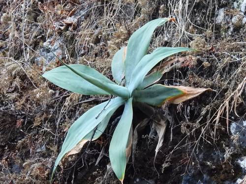 Agave pedunculifera