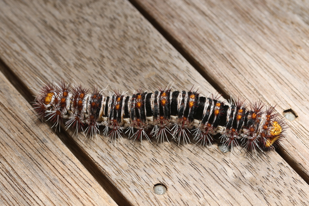 Batwing Moth