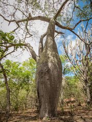 Ceiba glaziovii