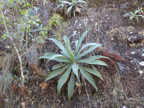 Agave pedunculifera