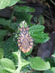 Spartocera pantomima