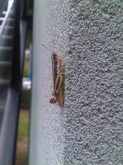 Macrotona securiformis