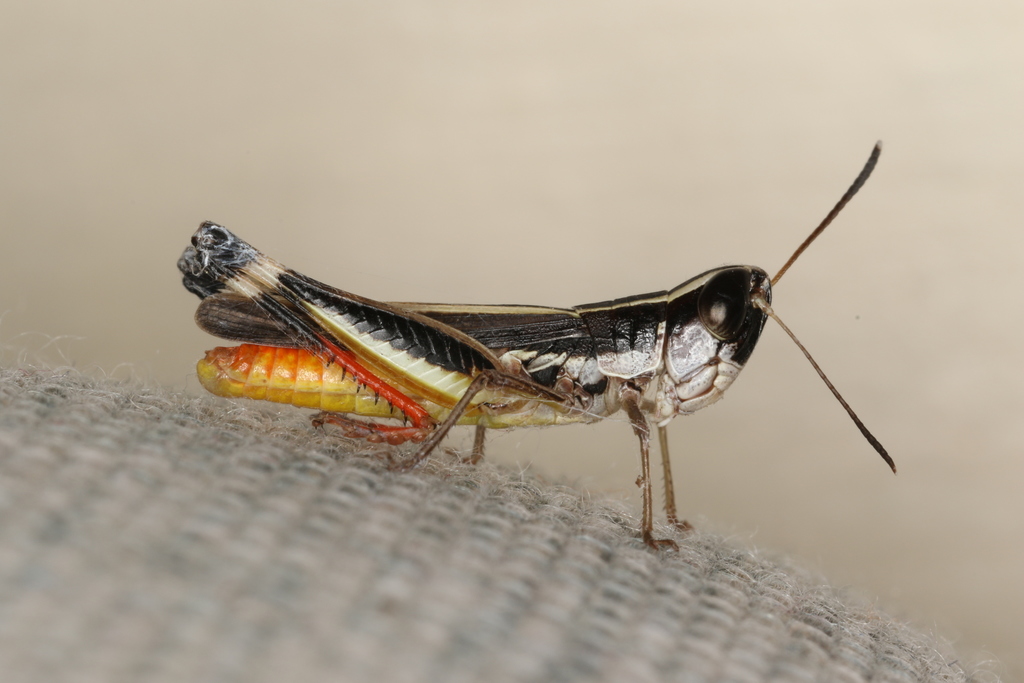 Common Macrotona