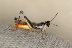 Macrotona australis