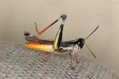 Macrotona australis