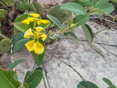 Stigmaphyllon paralias